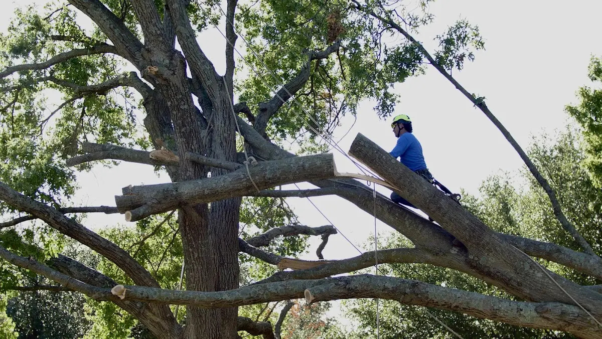 Professional Crown Thinning performed by certified arborists in Roopville
