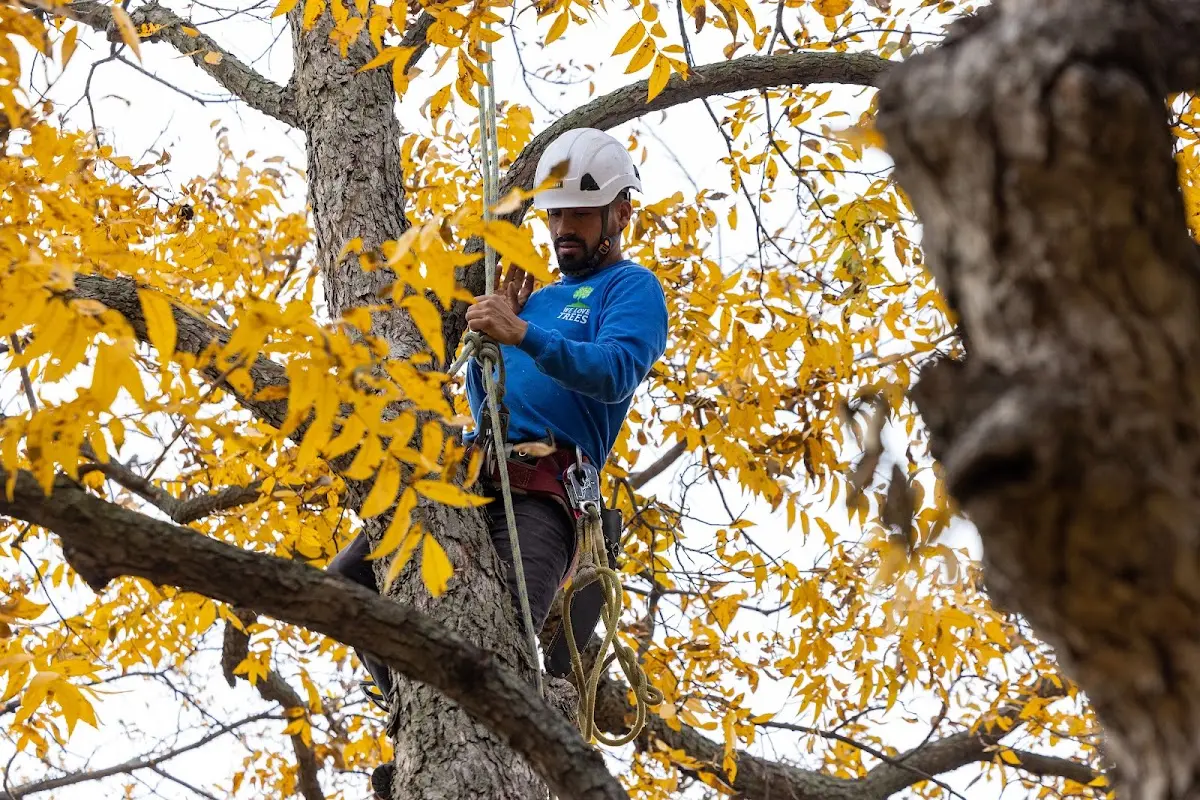 Skilled Storm Damage Cleanup crew working in Roopville