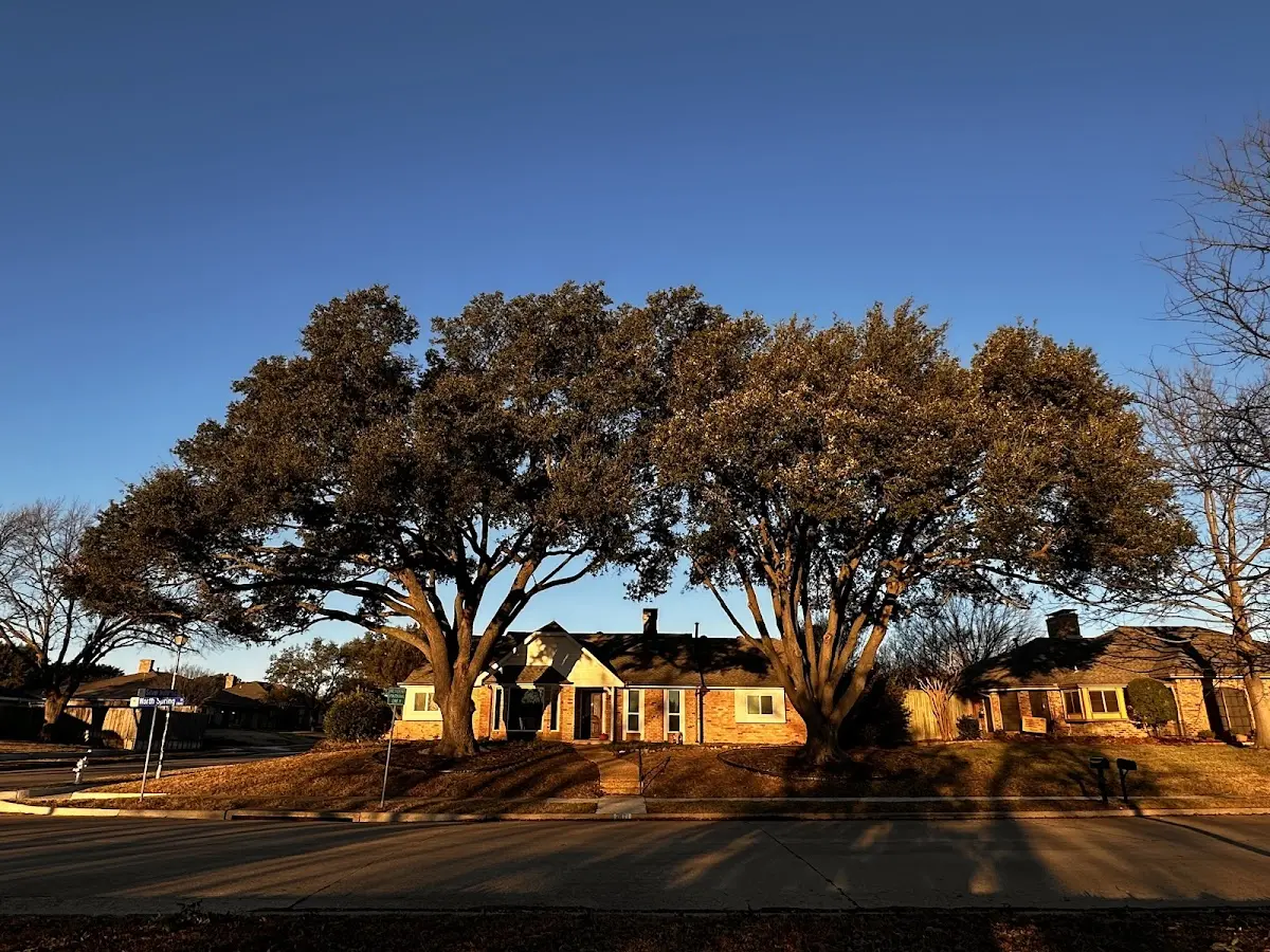 Established residential canopy tree shading a home in Roopville