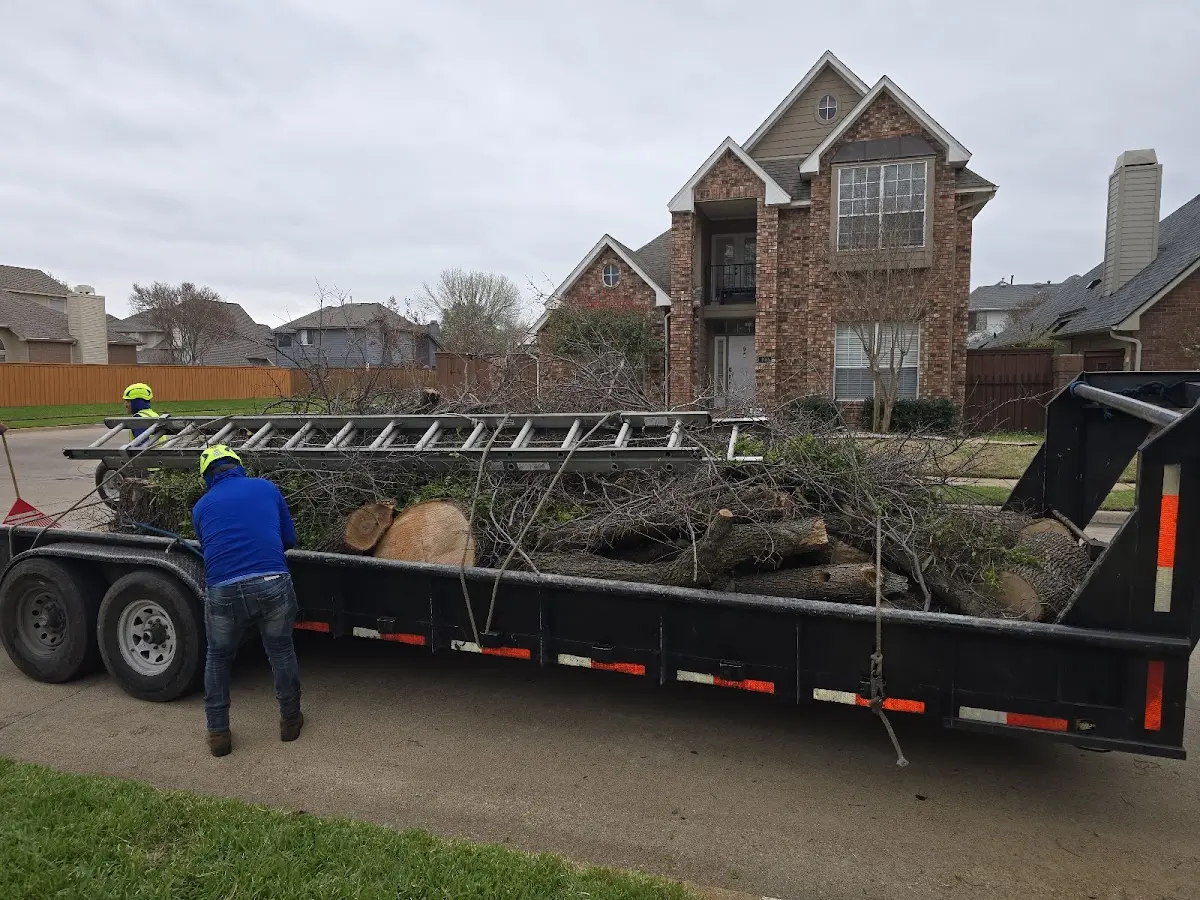Expert Tree Pest Control with proper safety equipment in Roopville